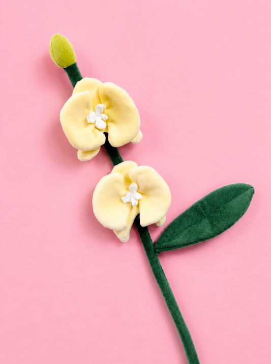 Butterfly Orchid