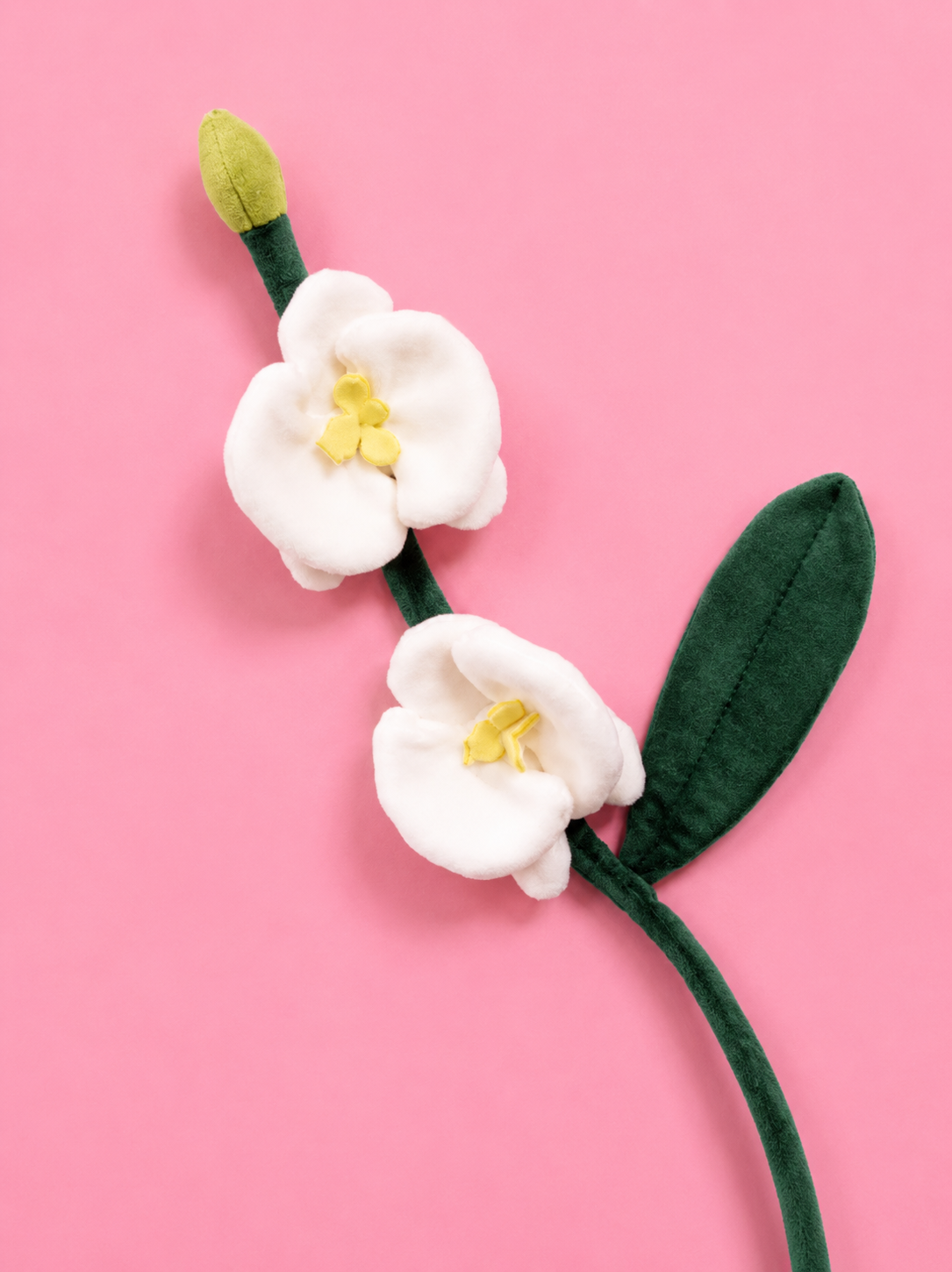 Butterfly Orchid