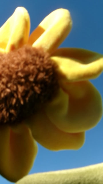 Golden Sunflower